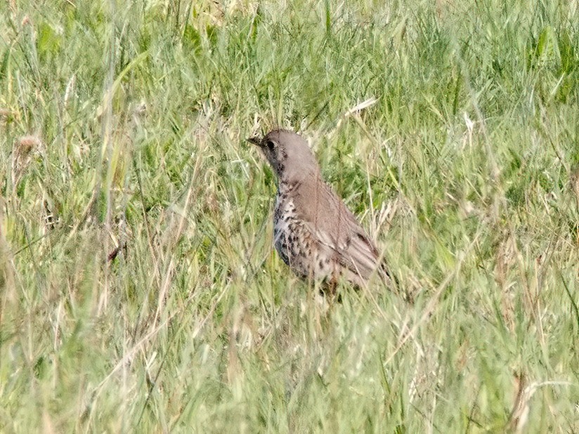 Mistle Thrush - ML635367859