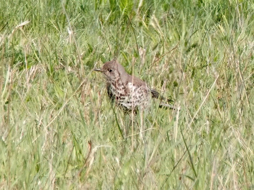 Mistle Thrush - ML635367866