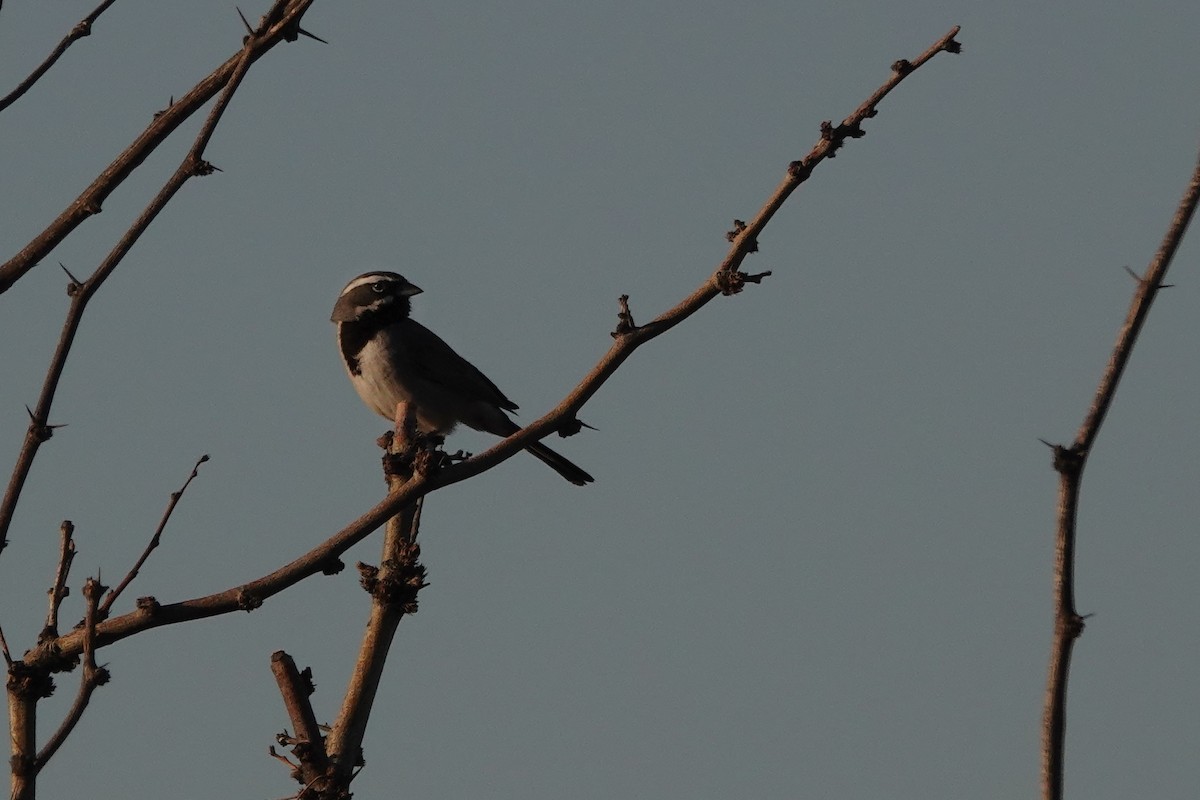 Black-throated Sparrow - ML635367873