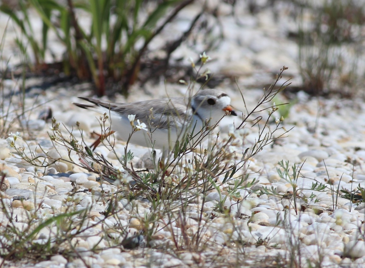 Piping Plover - ML635367945
