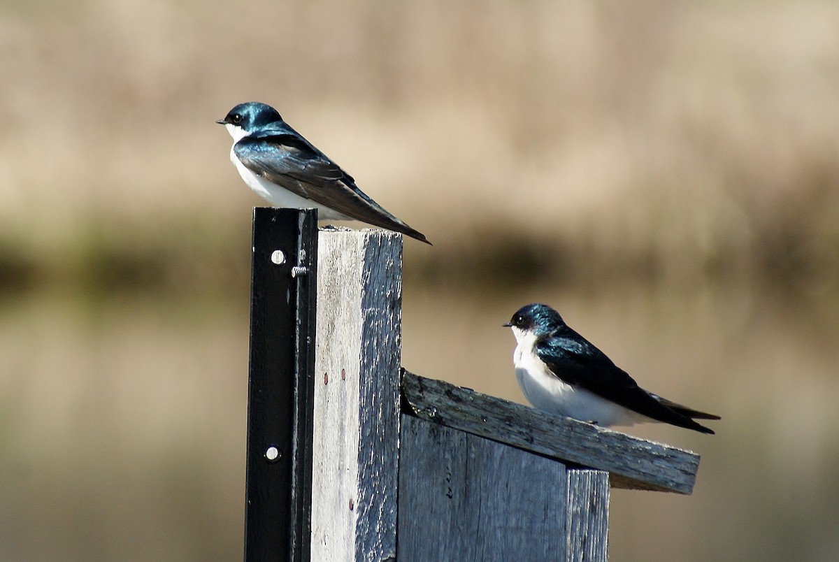 Tree Swallow - ML635367954