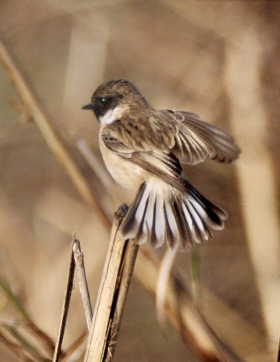 White-tailed Stonechat - ML635368017