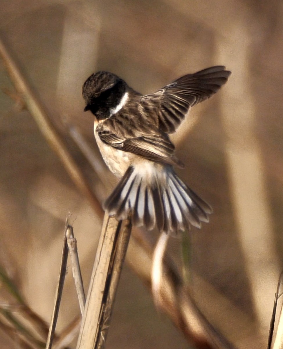 White-tailed Stonechat - ML635368018