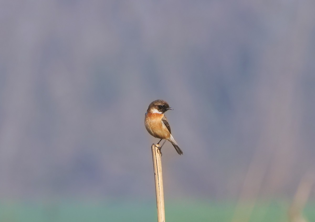 White-tailed Stonechat - ML635368019