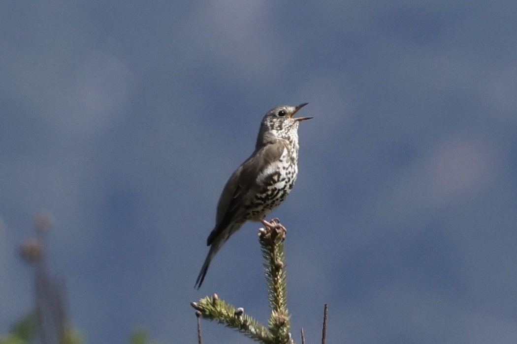 Mistle Thrush - ML635368026