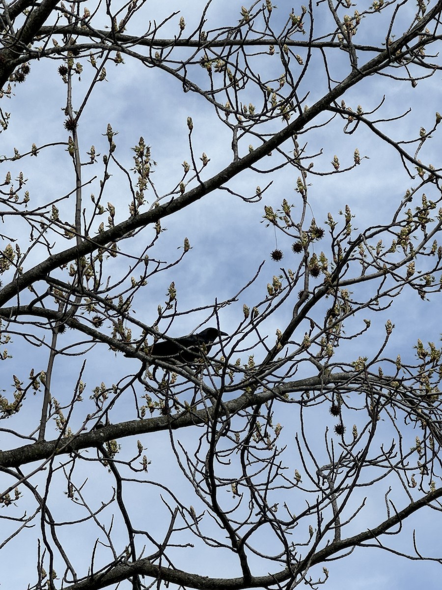 Fish Crow - ML635368052