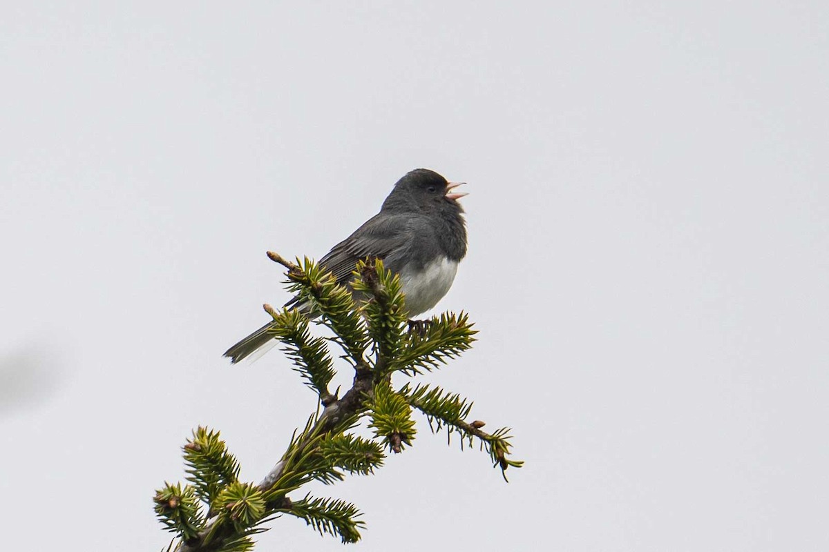 Dark-eyed Junco - ML635368053