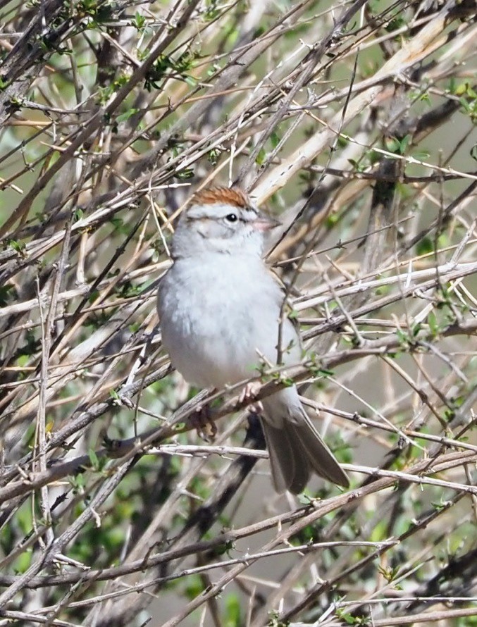 Chipping Sparrow - ML635368112