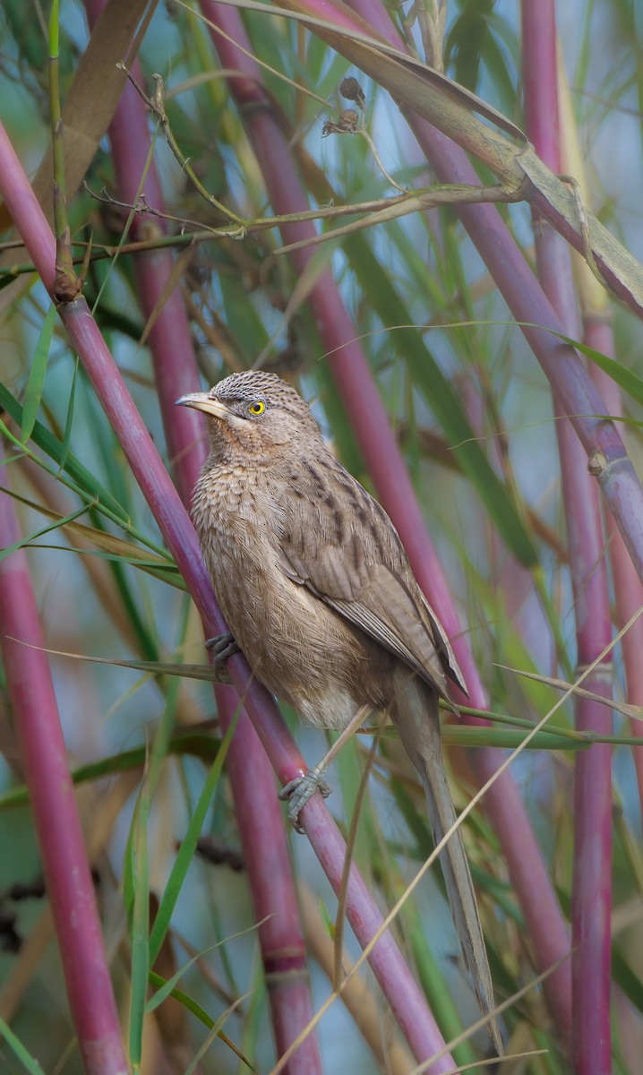 Striated Grassbird - ML635368138