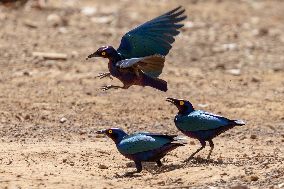 Purple Starling - ML635368172