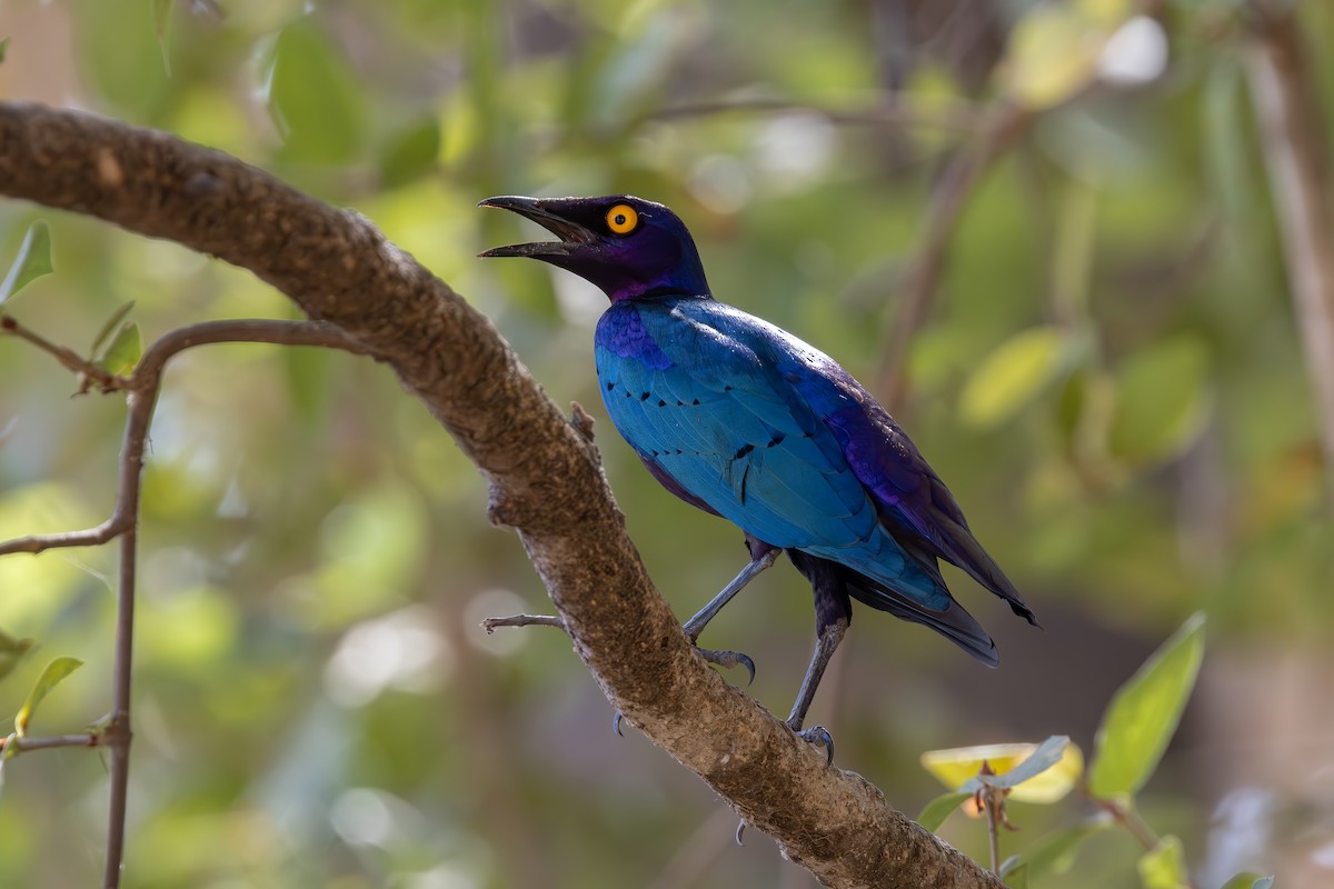 Purple Starling - ML635368173