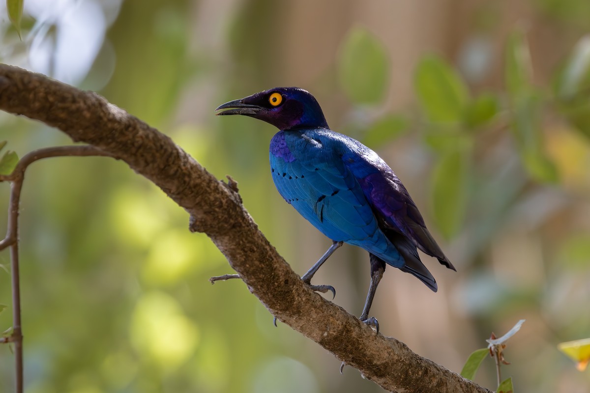 Purple Starling - ML635368174