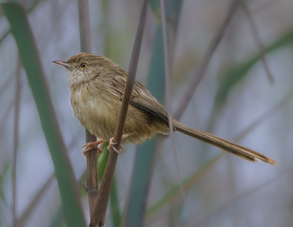 Delicate Prinia - ML635368208