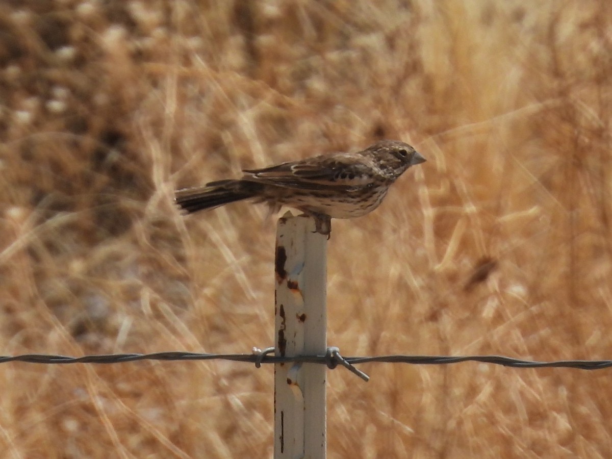 Lark Bunting - ML635368237
