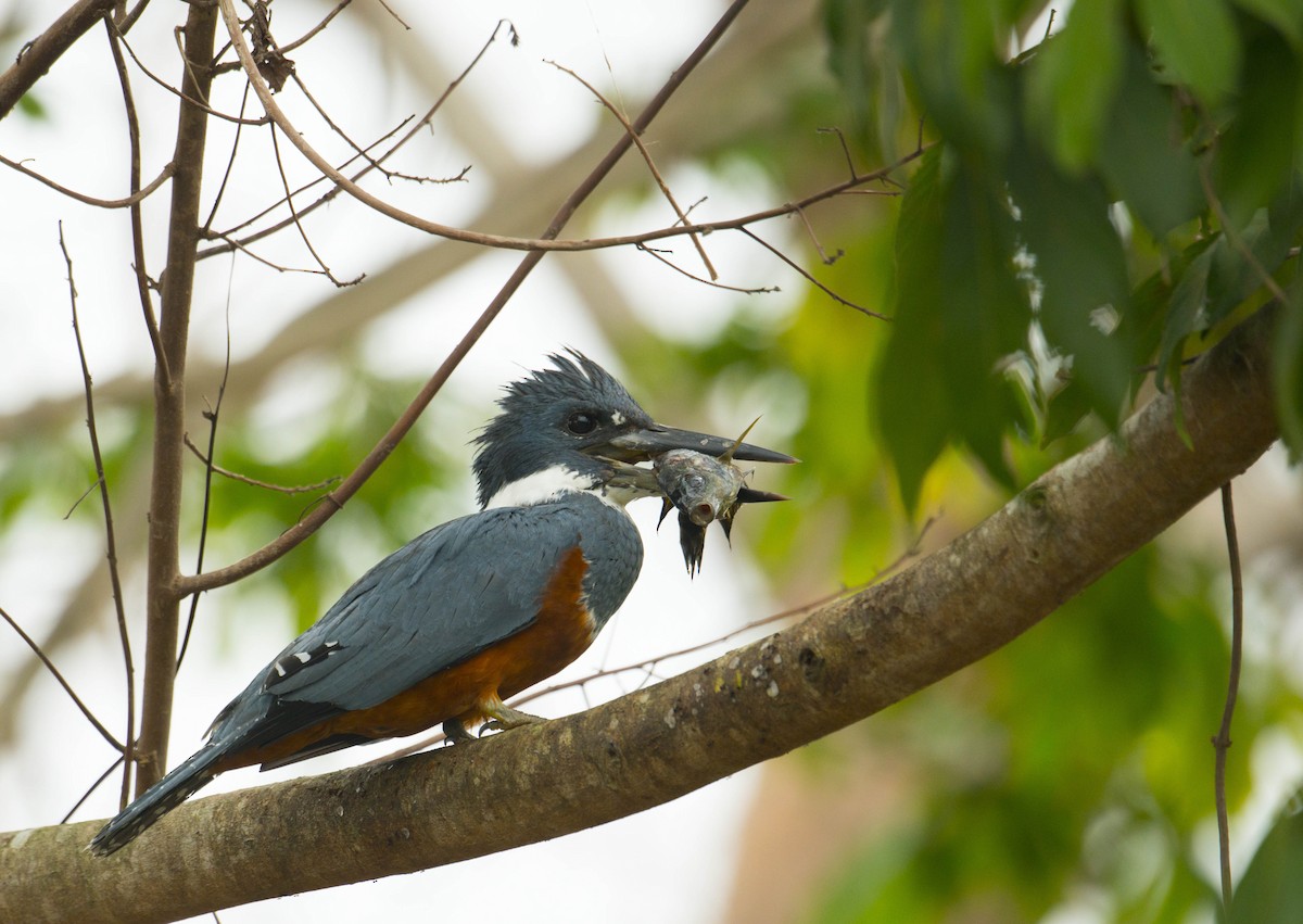 Ringed Kingfisher - ML63536831