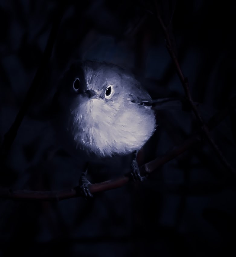 Blue-gray Gnatcatcher - ML635368332