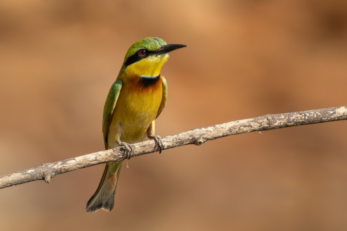 Little Bee-eater - ML635368347