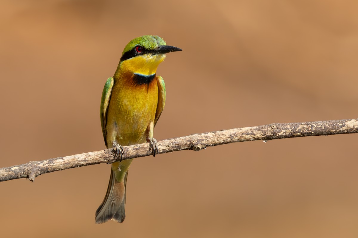 Little Bee-eater - ML635368348