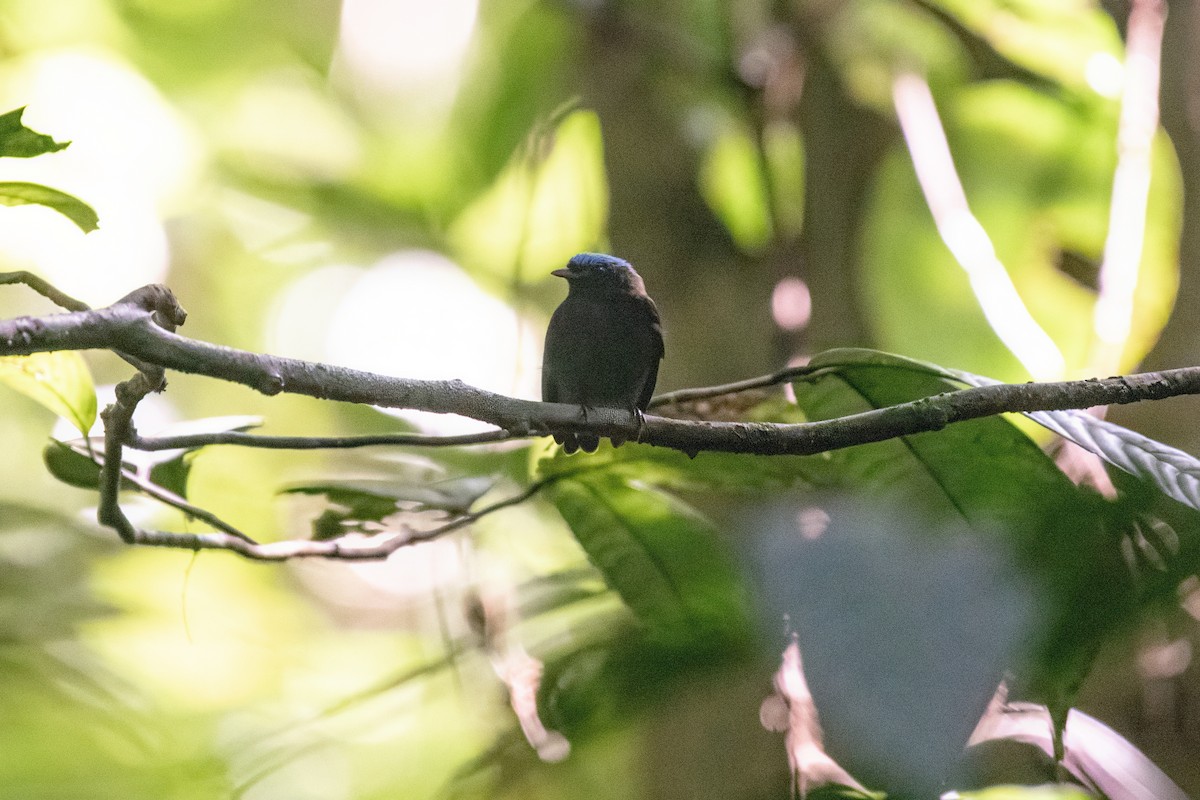Mavi Tepeli Manakin - ML635368383