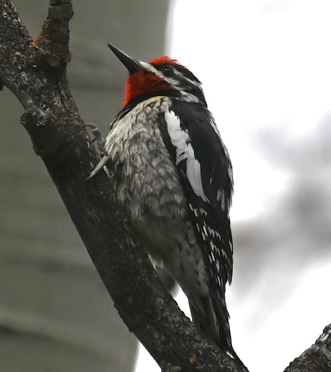 Red-naped Sapsucker - ML635368390