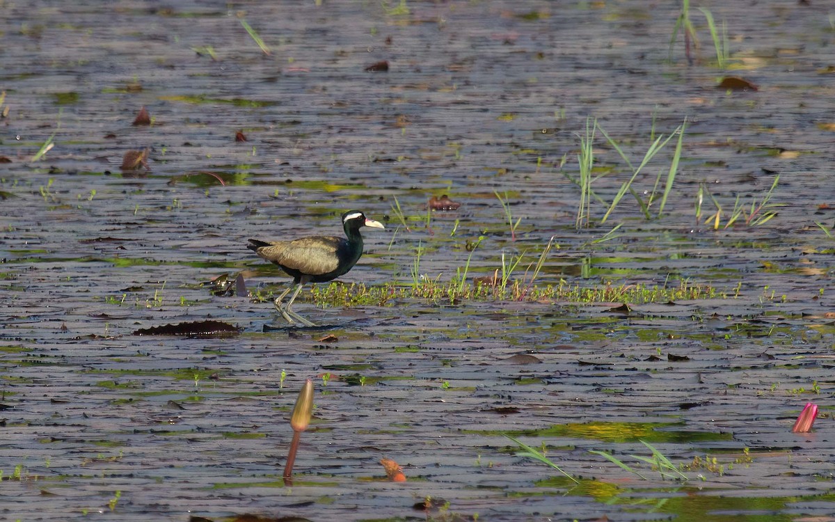 Bronze-winged Jacana - ML635368461