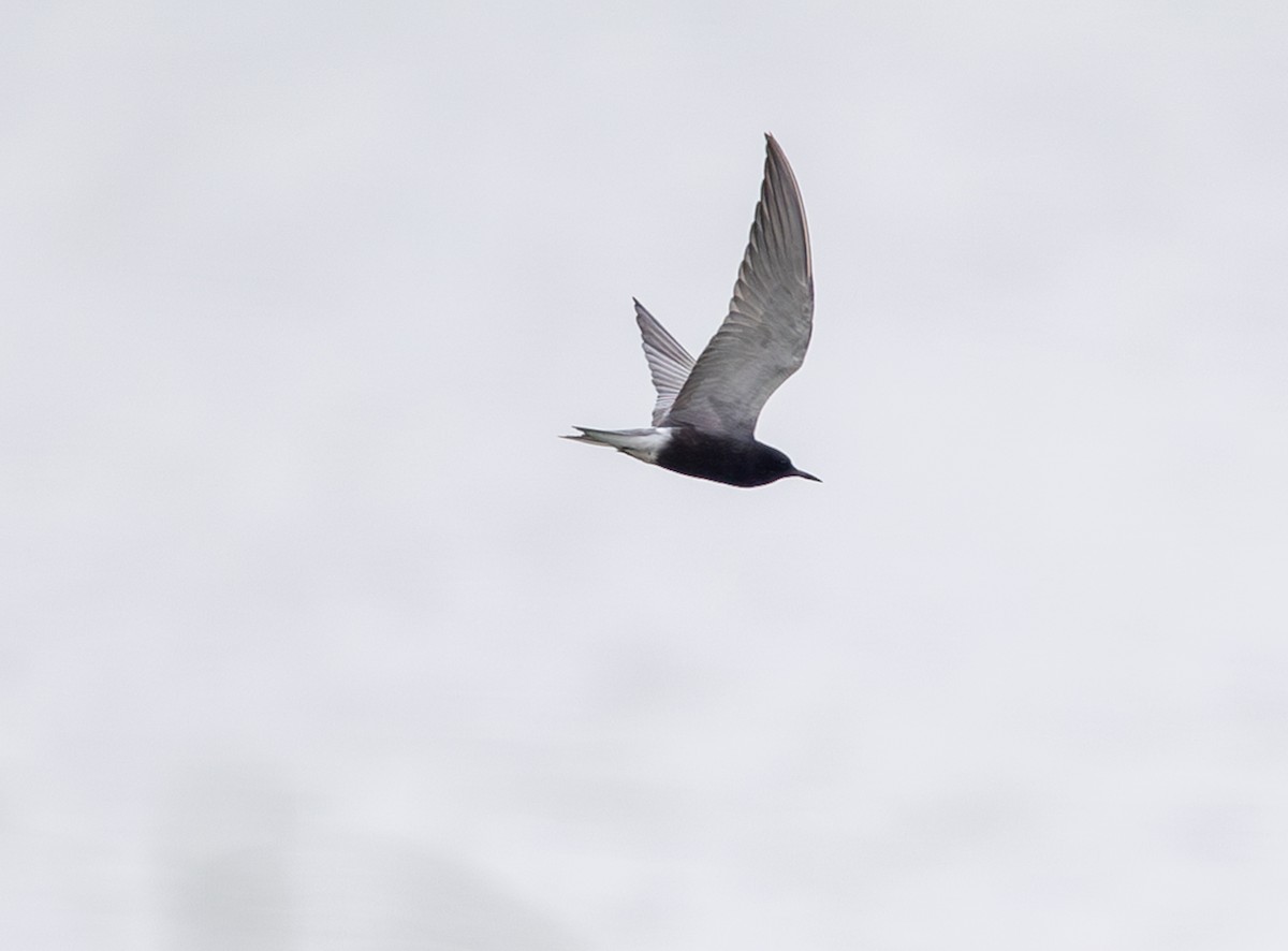 Black Tern - ML635368488
