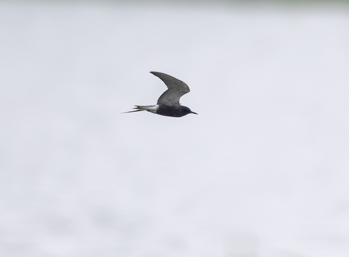 Black Tern - ML635368489