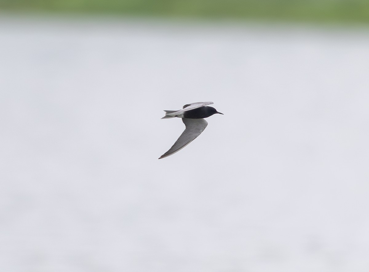 Black Tern - ML635368490