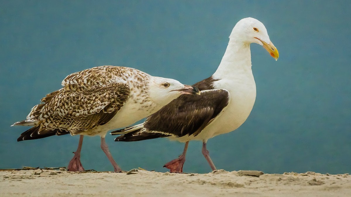 Great Black-backed Gull - ML635368503