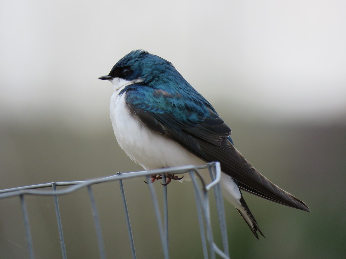 Tree Swallow - ML635368540