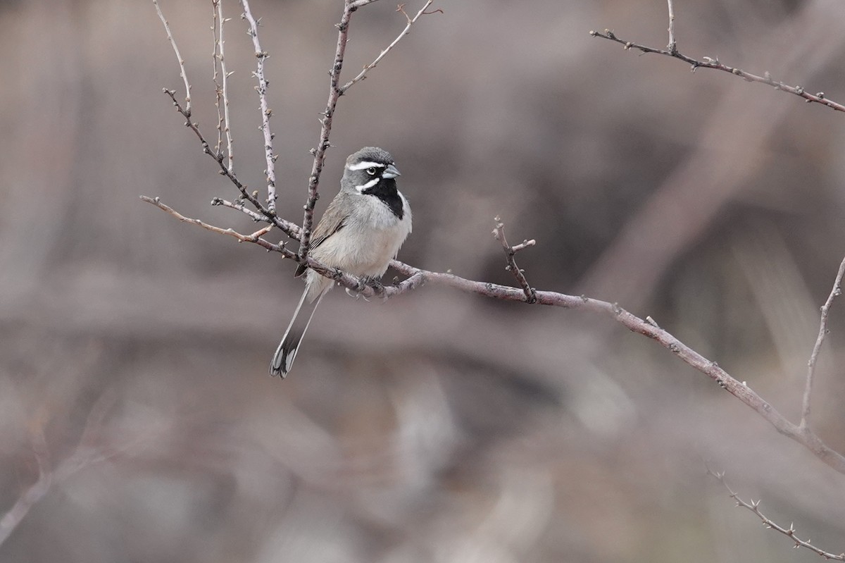 Black-throated Sparrow - ML635368563