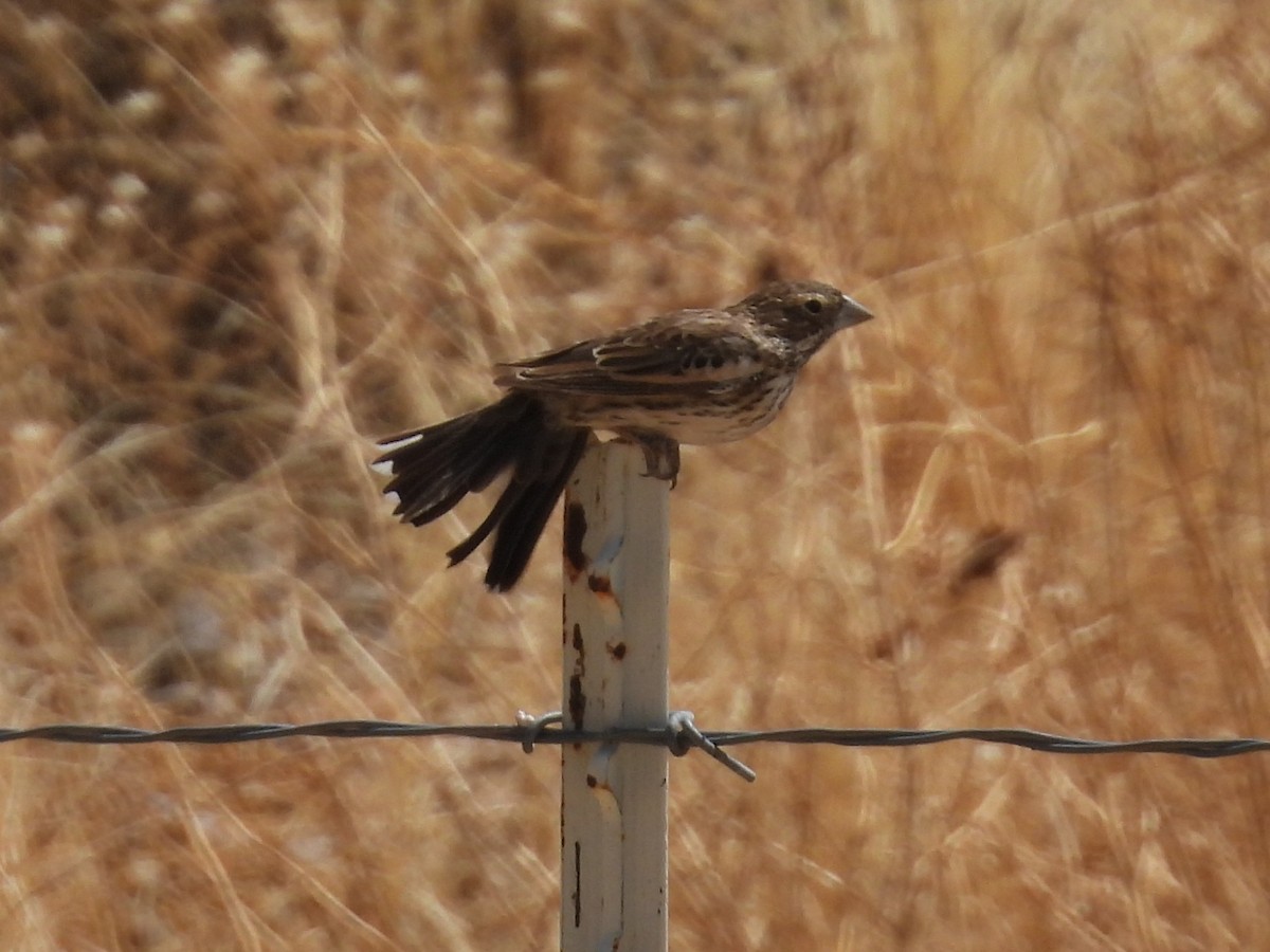 Lark Bunting - ML635368569