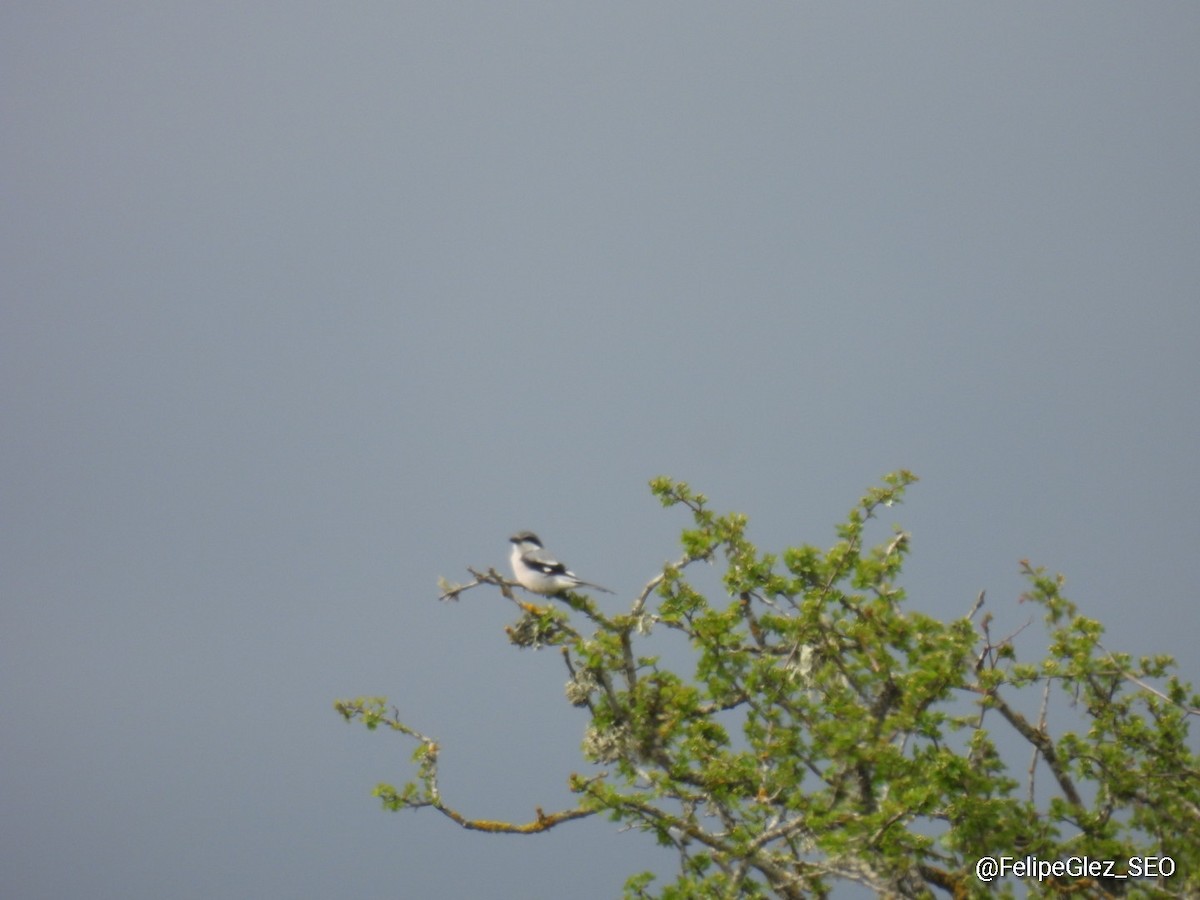 Iberian Gray Shrike - ML635368626