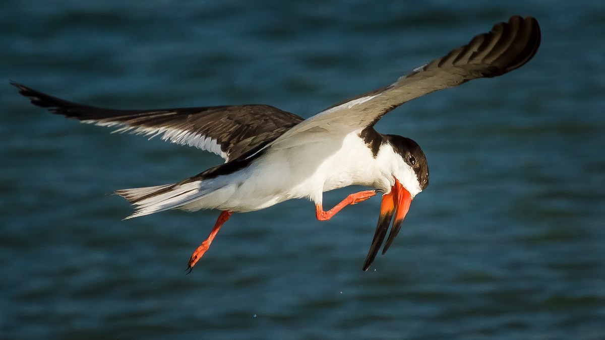 Black Skimmer - ML635368642