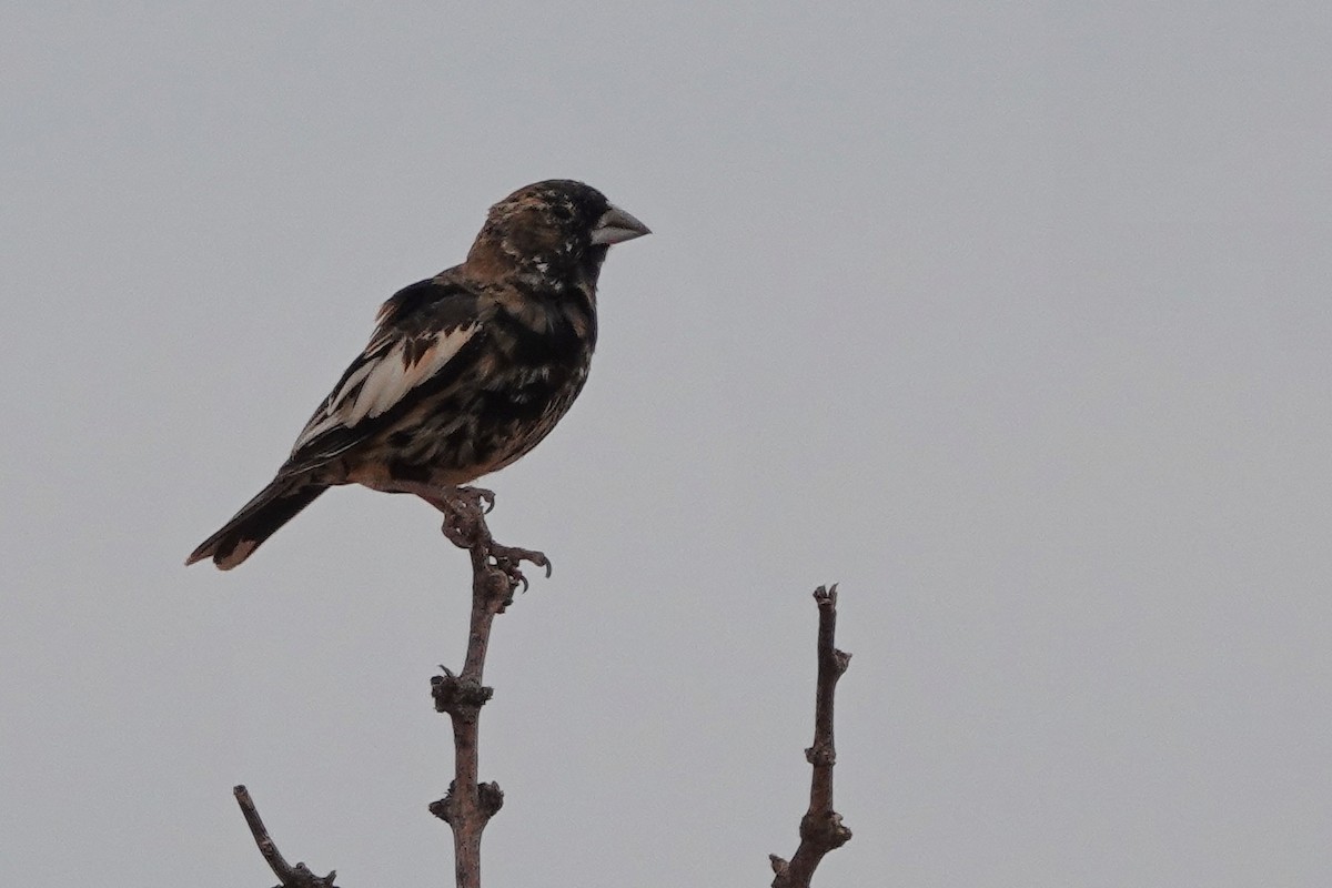 Lark Bunting - ML635368660