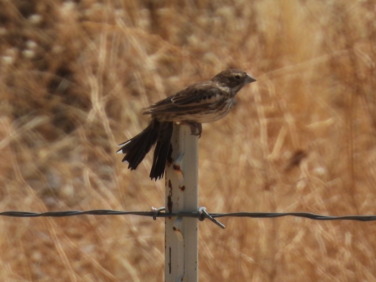 Lark Bunting - ML635368663