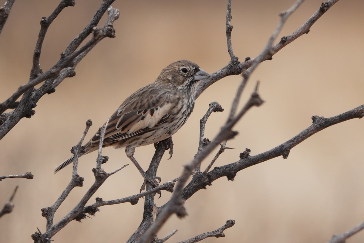 Lark Bunting - ML635368665