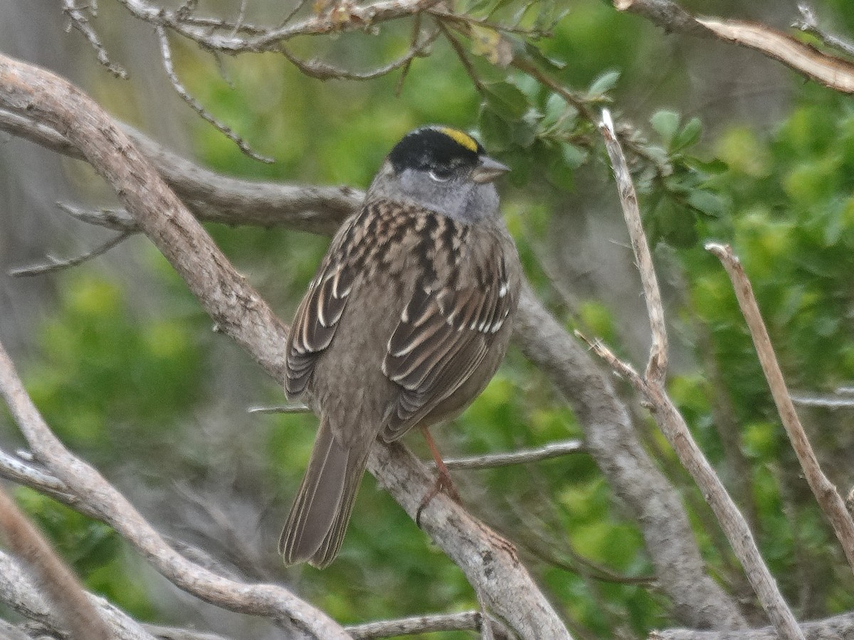 Golden-crowned Sparrow - ML635368725