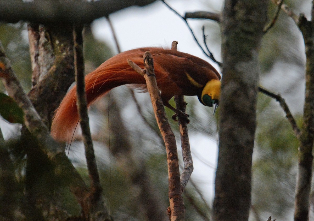 Raggiana Bird-of-Paradise - ML635368743
