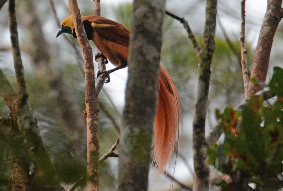 Raggiana Bird-of-Paradise - ML635368744