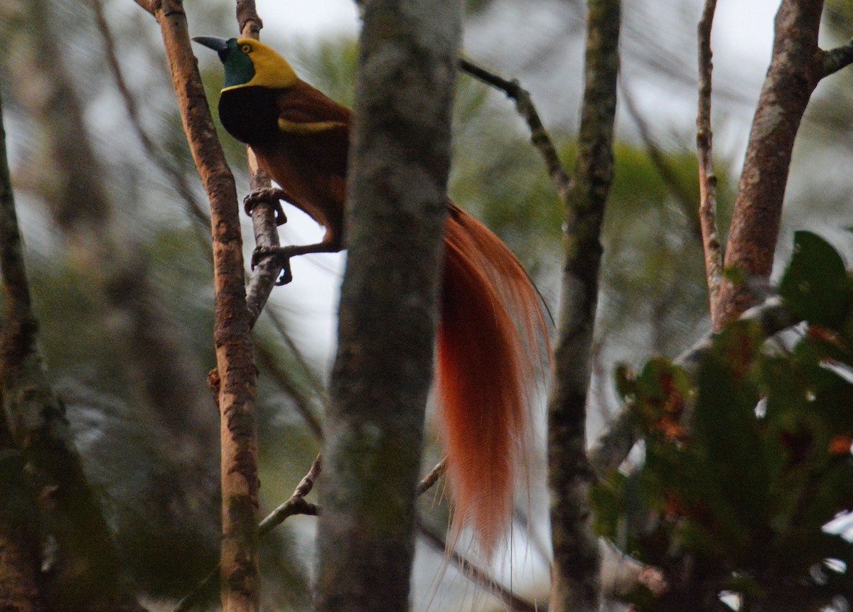 Raggiana Bird-of-Paradise - ML635368745