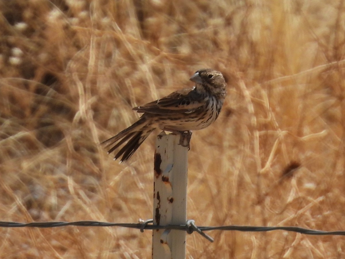 Lark Bunting - ML635368747