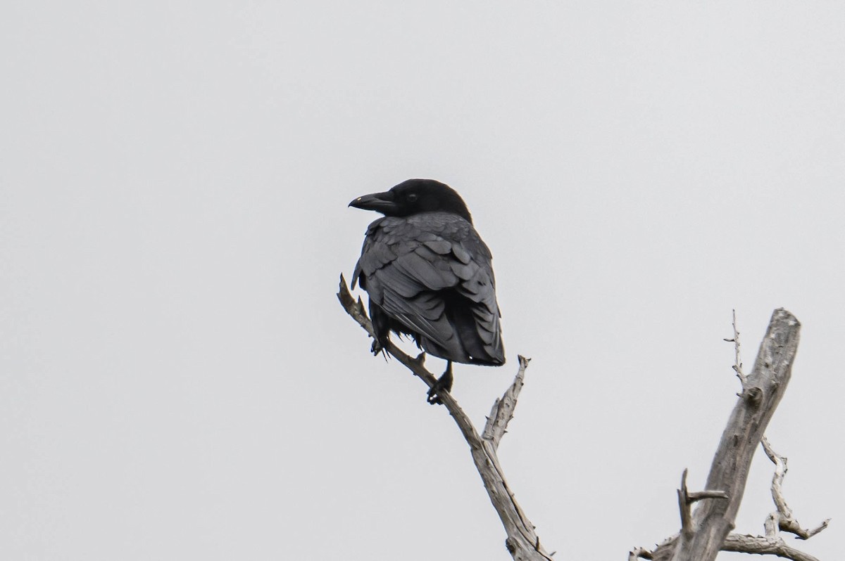 American Crow - ML635368759