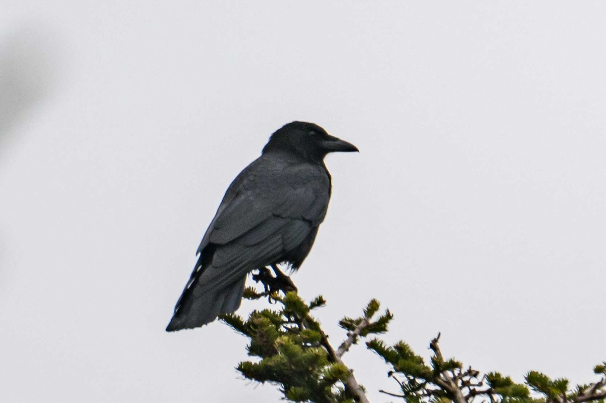 American Crow - ML635368760