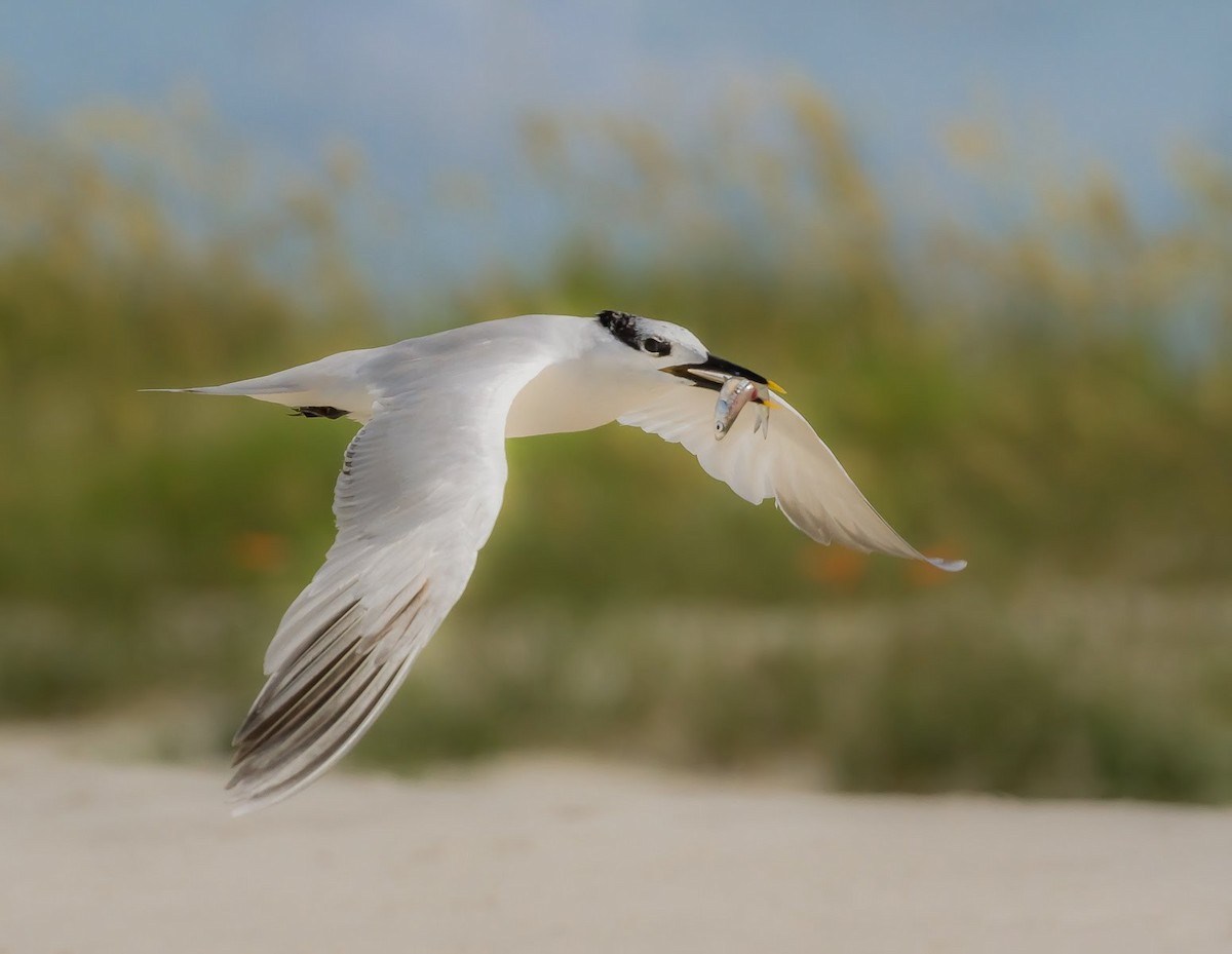 Sandwich Tern - ML635368762