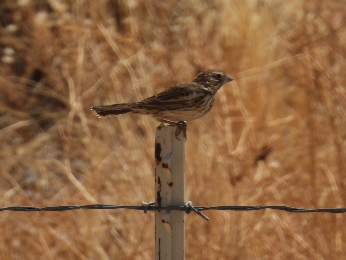 Lark Bunting - ML635368795
