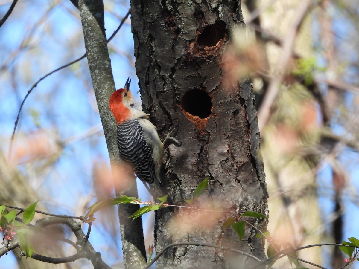 Red-bellied Woodpecker - ML635368806
