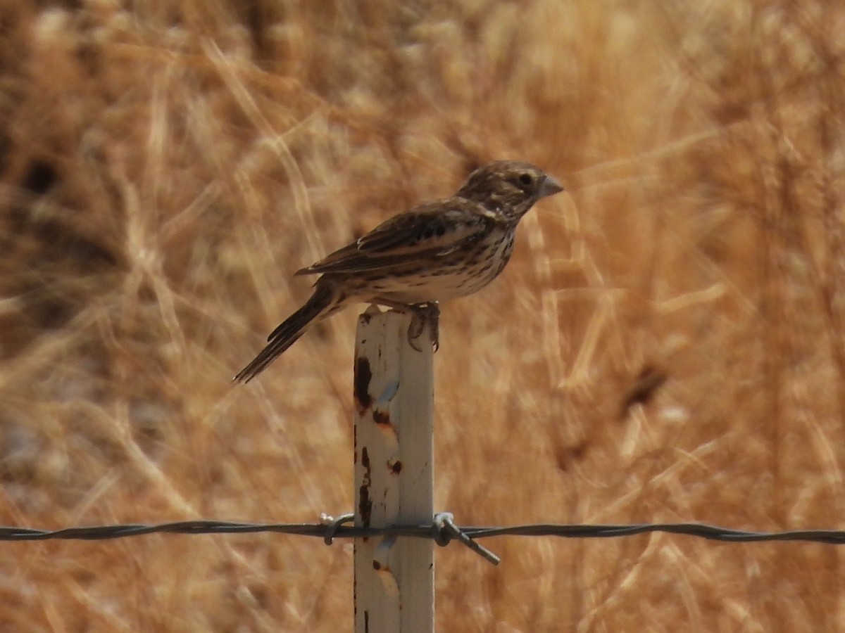 Lark Bunting - ML635368849