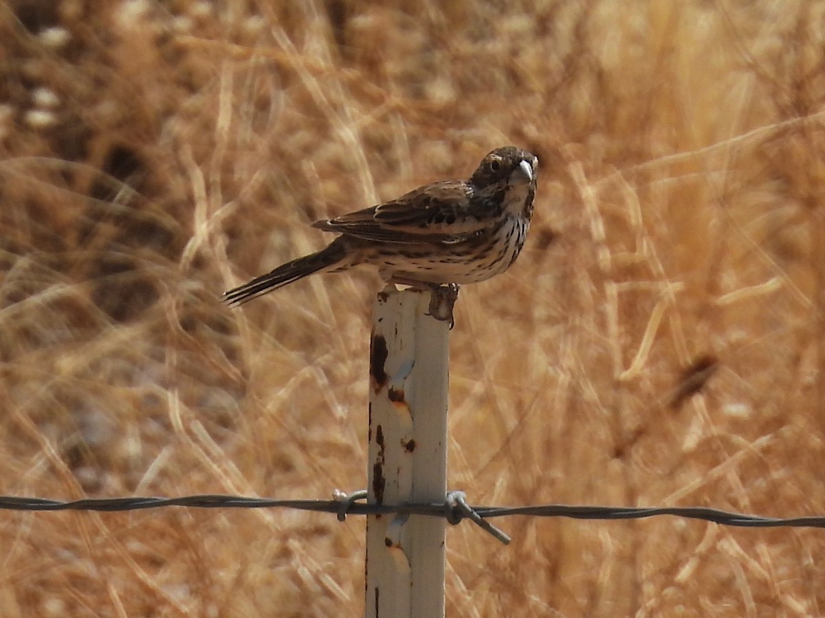 Lark Bunting - ML635368919