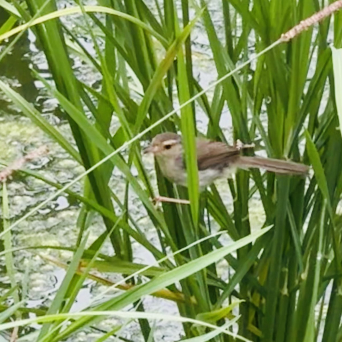 Plain Prinia - ML635368930
